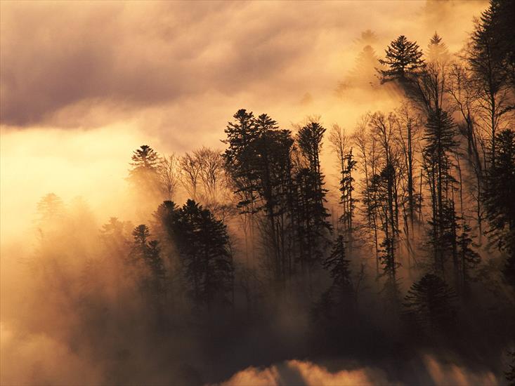 Francja - Woodland in Mist, Vosges, France.jpg