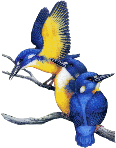 gify papugi - ptaci36.gif