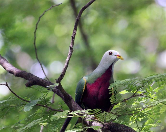 rajskie ptaki - BIRDS_PARADISE_7626022788.jpg