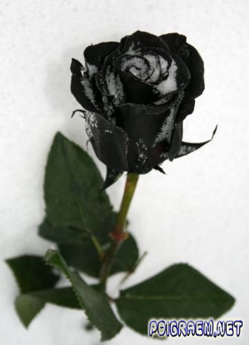 Czarne Róże - 1263092368_1260933855_img_1360.jpg