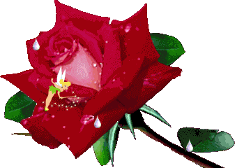 róże czerwone - BACA_33_1.gif