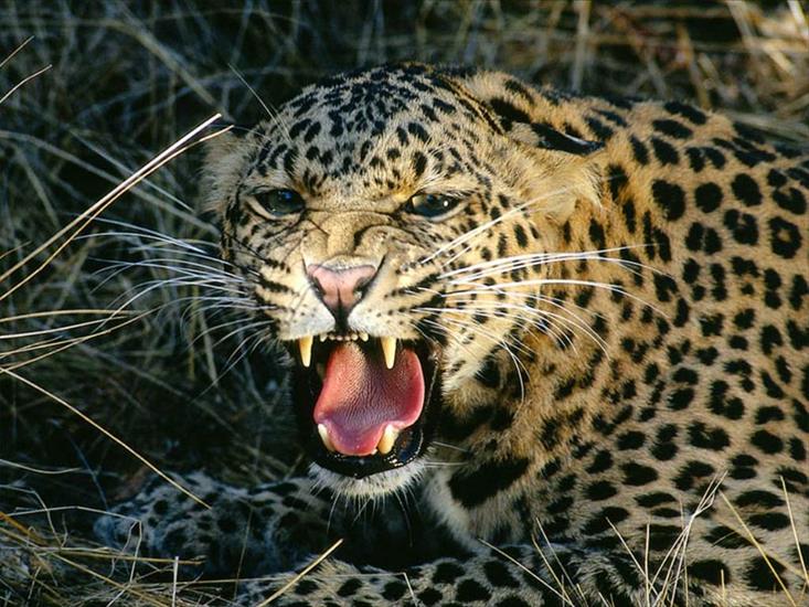 TAPETY ZWIERZĘTA I PTAKI - Leopard,_Amazon_Jungle.jpg