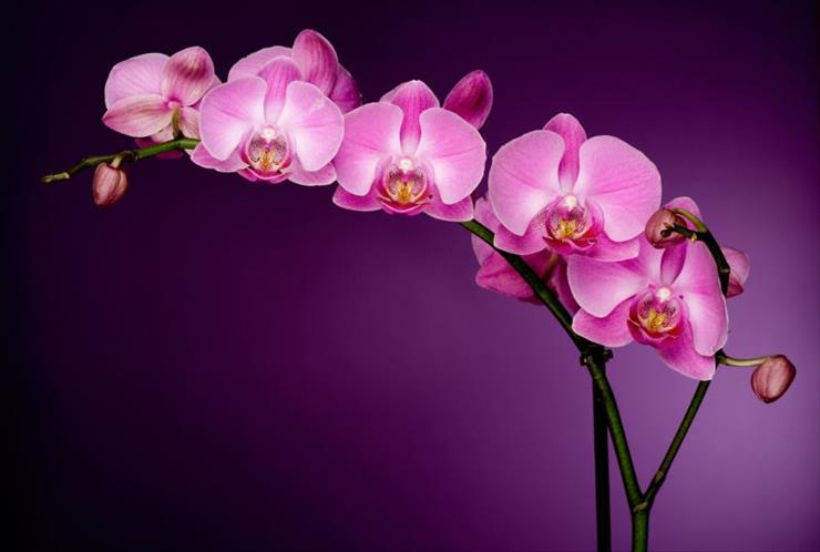 ROŚLINY OGRODOWE I OGRODY - purpleorchid.jpg