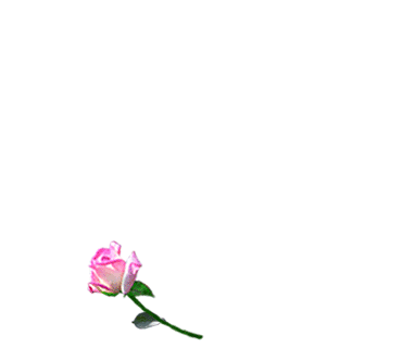 gify - róże robi serce.gif