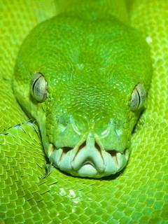 wallpapers 240x320 cz.2 - snake2.jpg