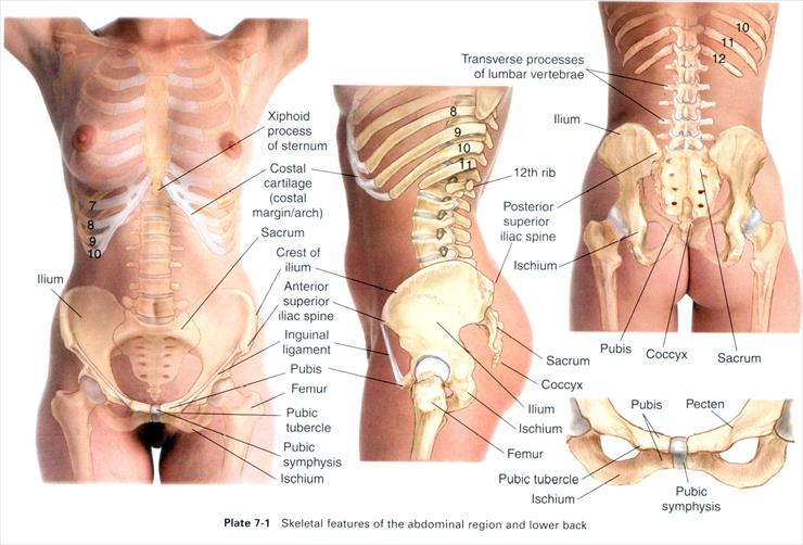 Anatomia masażu - P 7-1.JPG