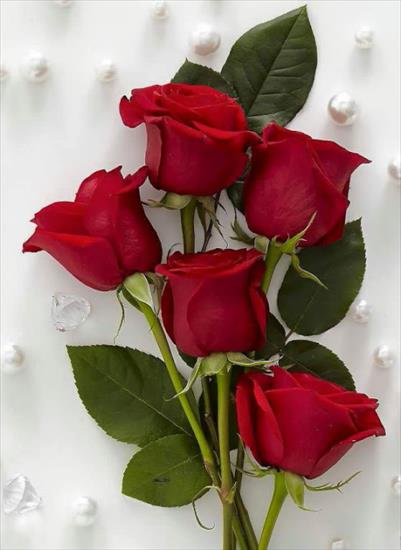 czerwone róże - tumblr_o8j4itfy0f1qad8alo1_500.jpg