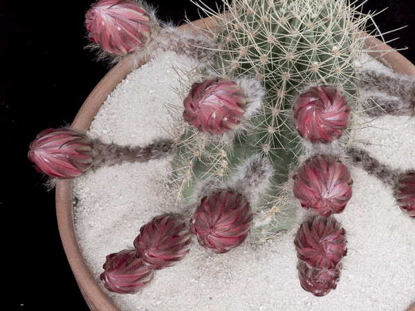 Kwitnące kaktusy - kaktus.gif