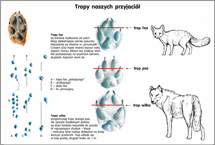 Tropy zwierząt - 1_9.jpg