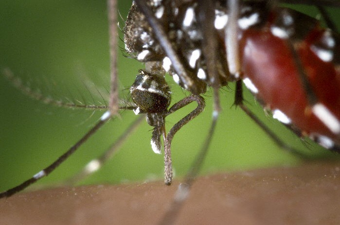 MAKROFOTO KOMARY - aedes_albopictus06.jpg