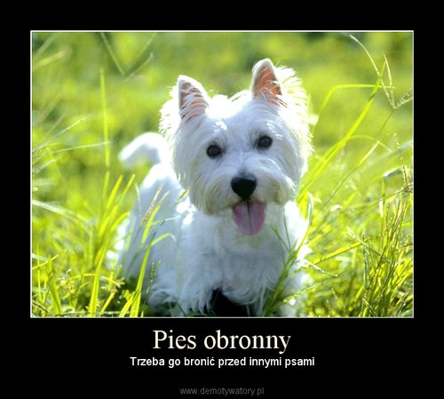 Demoty - Pies obronny.jpg