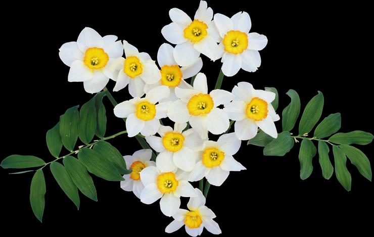 PNG - WIOSENA - KWIATY 2 - Wiosenne kwiaty II 20.png