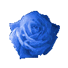 róże - 212ad5.gif