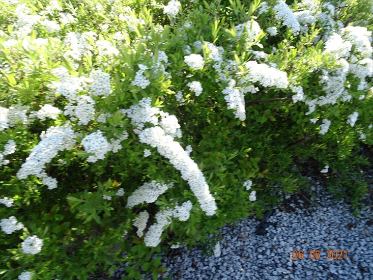 Kwiaty Tawuła - DSC04938.JPG