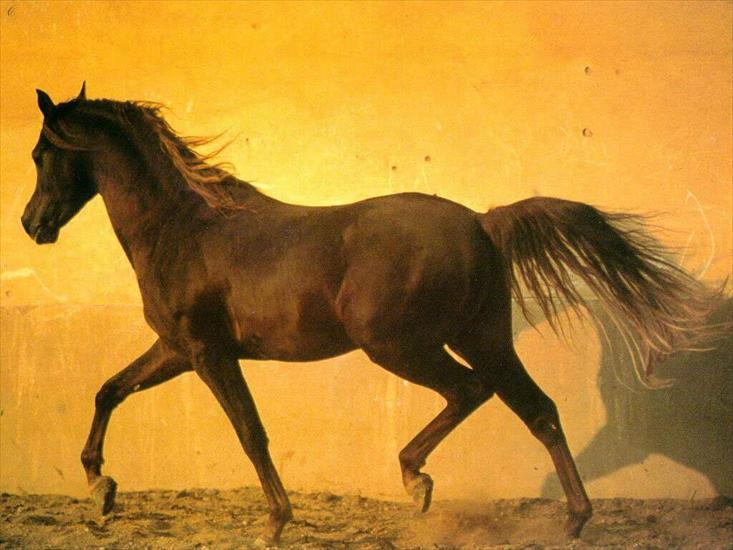 Konie_________piękne konie - 25.jpg