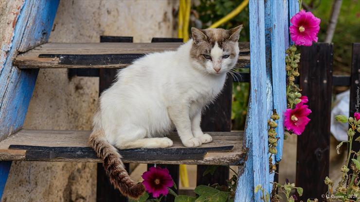 Zwierzęta - tapeta-kot-na-drewnianych-schodach.jpg